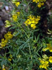 Tolice rozprostřená (Medicago prostrata Jacq.)   