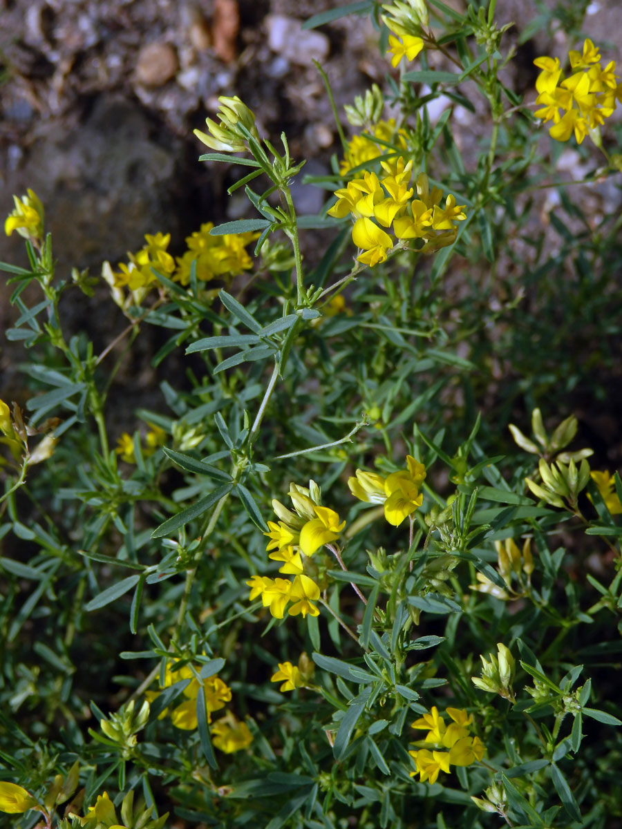 Tolice rozprostřená (Medicago prostrata Jacq.)