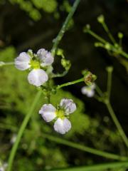 Žabník kopinatý (Alisma lanceolatum With.)