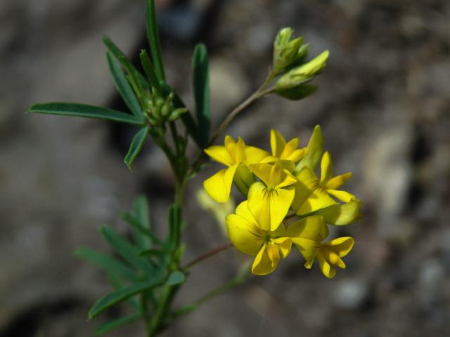 Tolice rozprostřená (Medicago prostrata Jacq.)