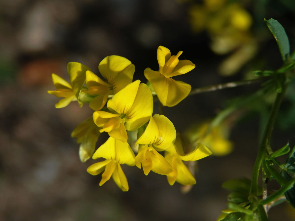 Tolice rozprostřená (Medicago prostrata Jacq.)