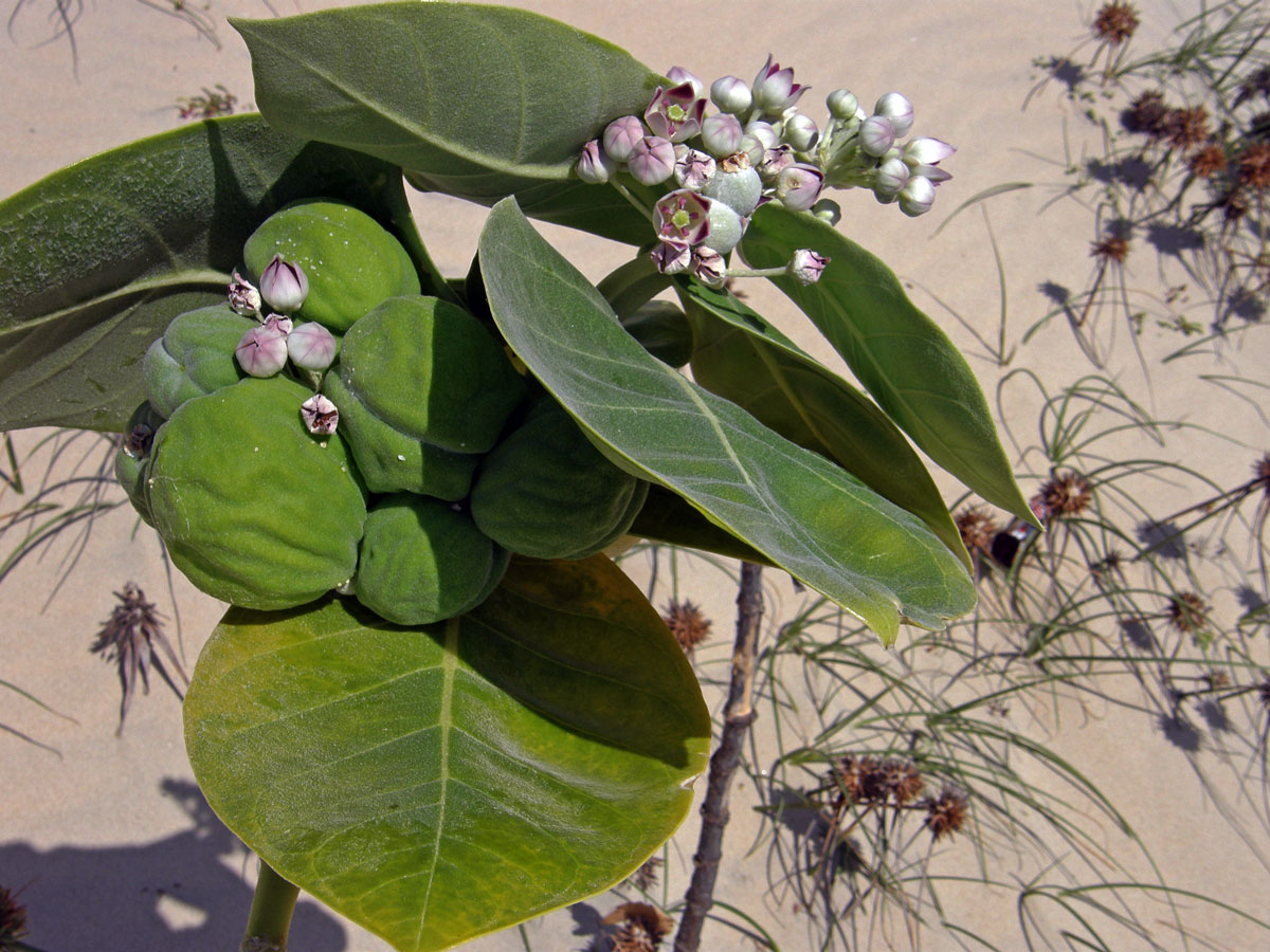 Plchoplod otevřený (Calotropis procera (Aiton) W. T. Aiton)