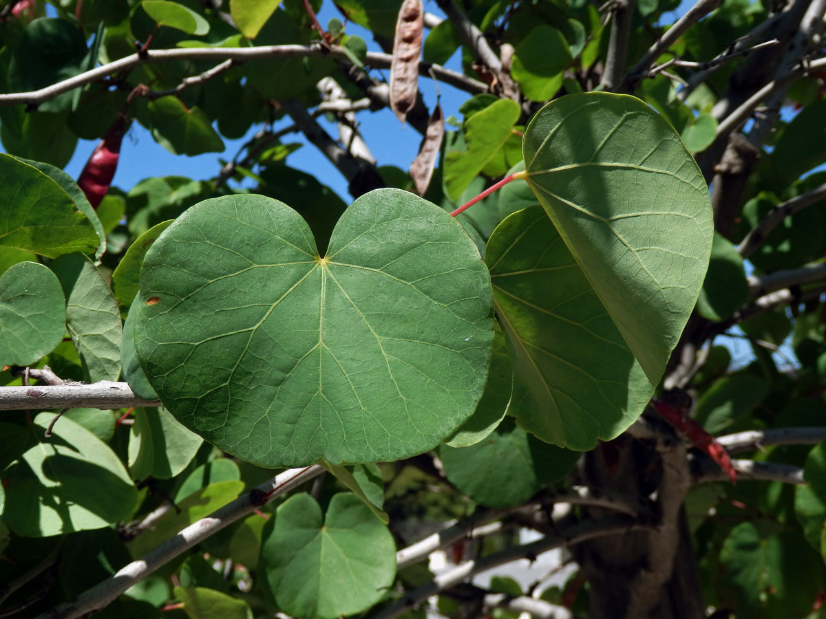 Zmarlika Jidášova (Cercis siliquastrum L.)