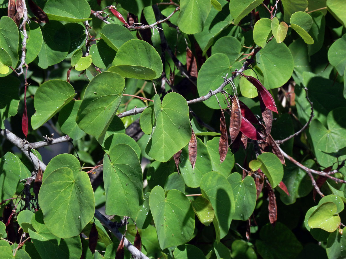 Zmarlika Jidášova (Cercis siliquastrum L.)