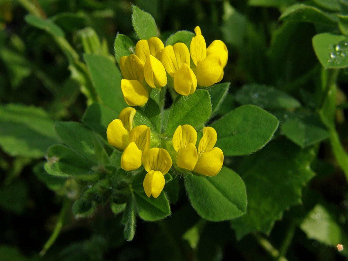 Štírovník (Lotus ornithopodioides L.)