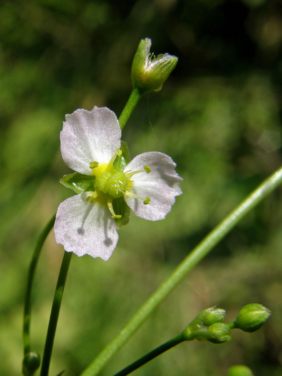 Žabník kopinatý (Alisma lanceolatum With.)