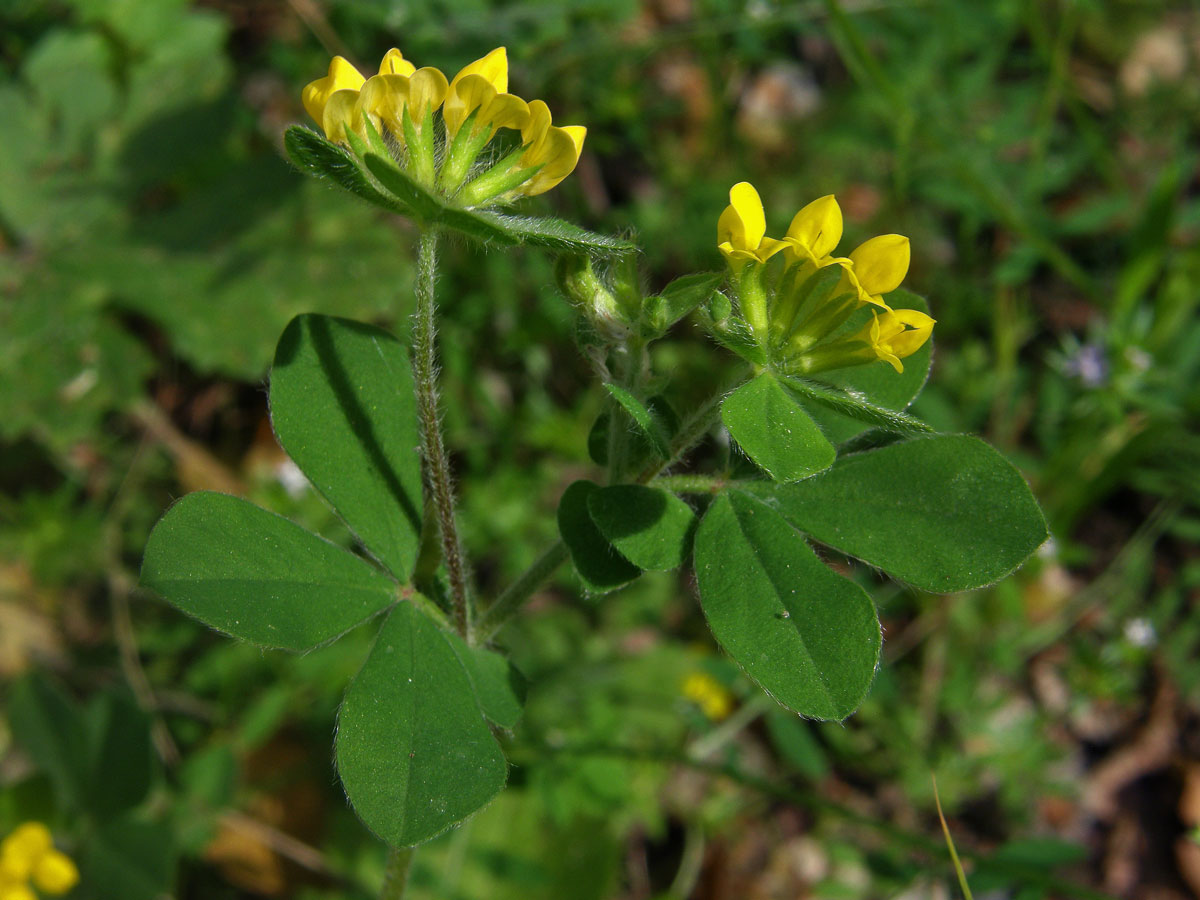 Štírovník (Lotus ornithopodioides L.)