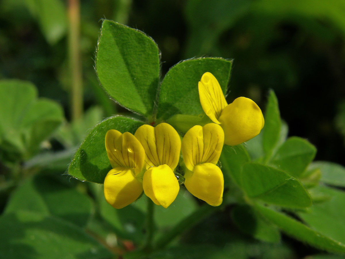 Štírovník (Lotus ornithopodioides L.)