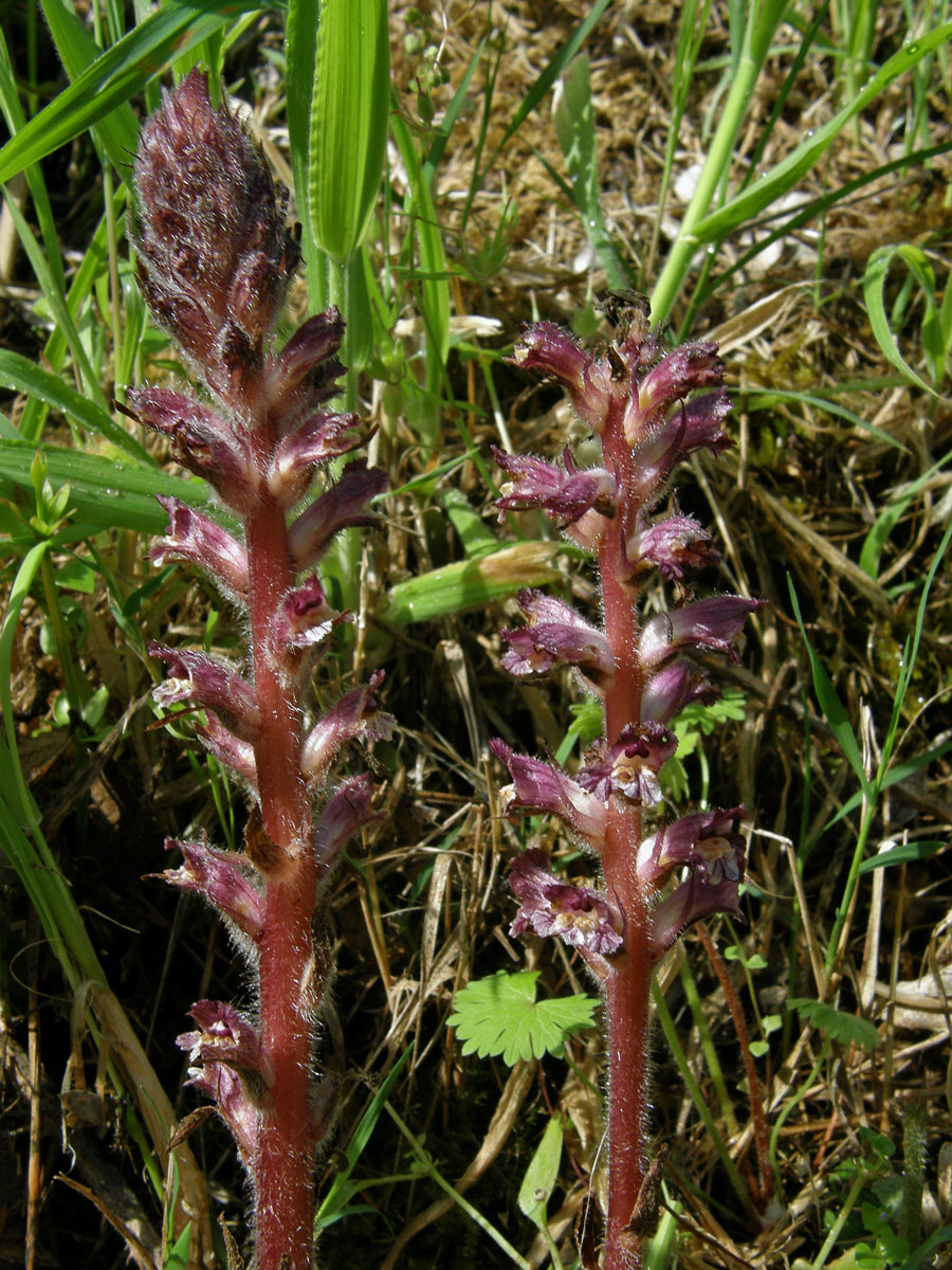 Záraza (Orobanche pubescens d'Urv.)