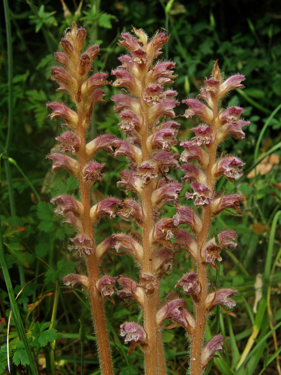 Záraza (Orobanche pubescens d'Urv.)