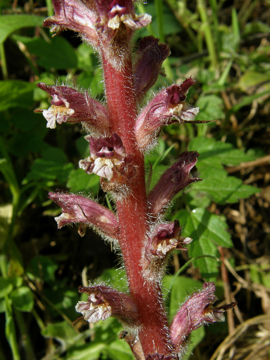 Záraza (Orobanche pubescens d'Urv.)