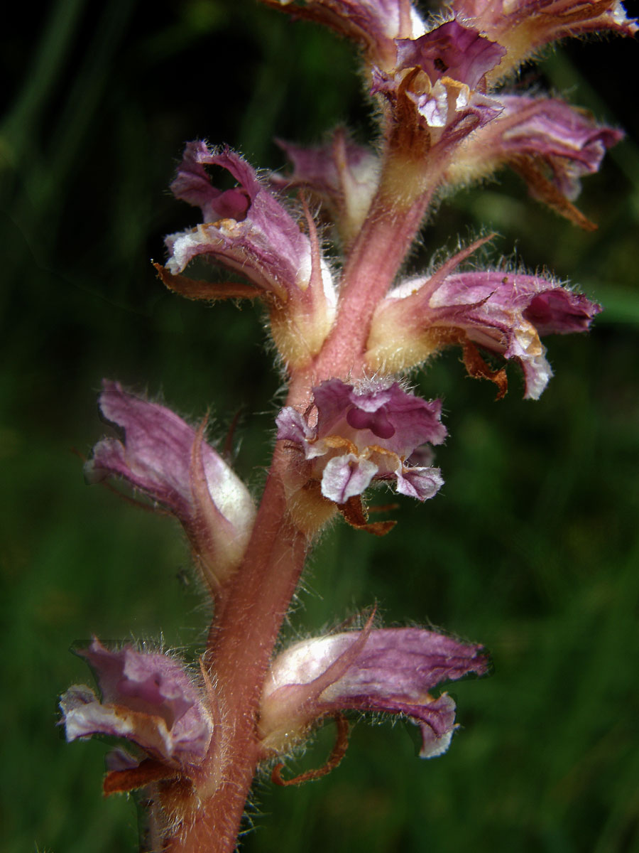 Záraza (Orobanche pubescens d'Urv.)