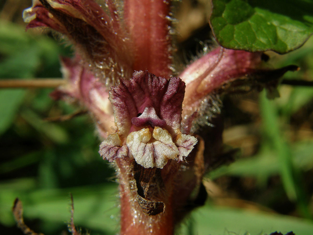 Záraza (Orobanche pubescens d'Urv.)