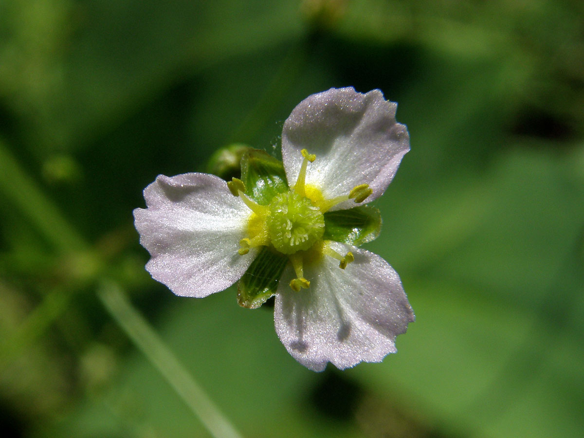 Žabník kopinatý (Alisma lanceolatum With.)