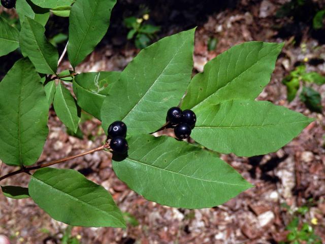 Zimolez černý (Lonicera nigra L.)