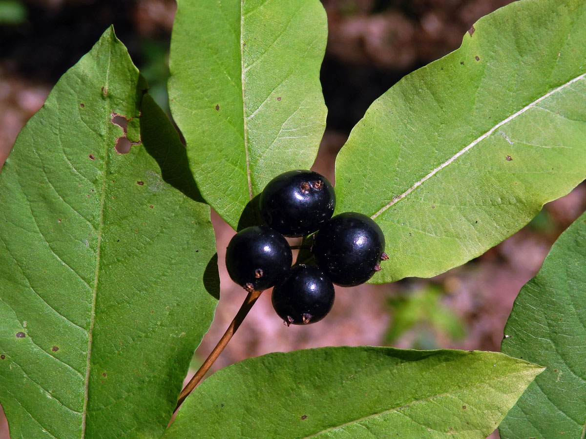 Zimolez černý (Lonicera nigra L.)