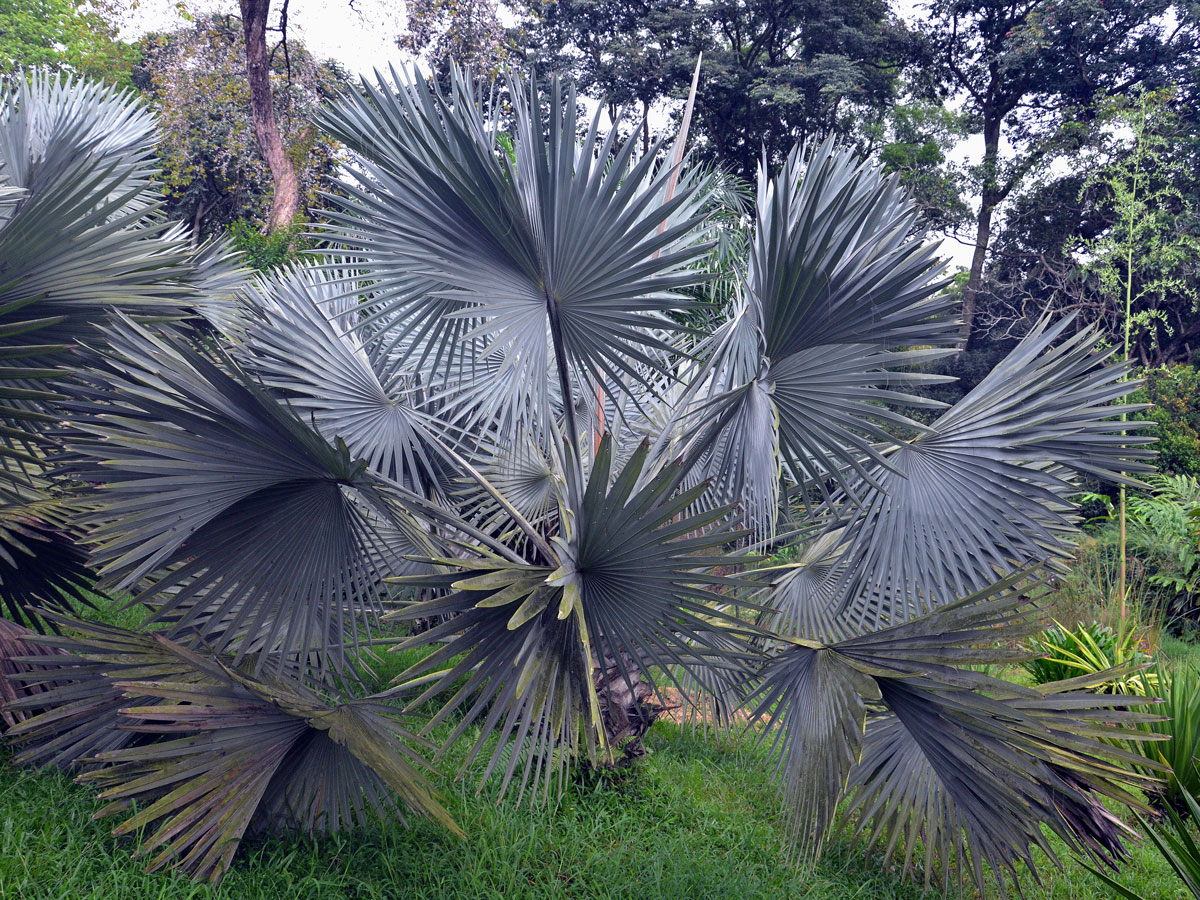 Bismarckia nobilis Hildebrandt & H. Wendl.