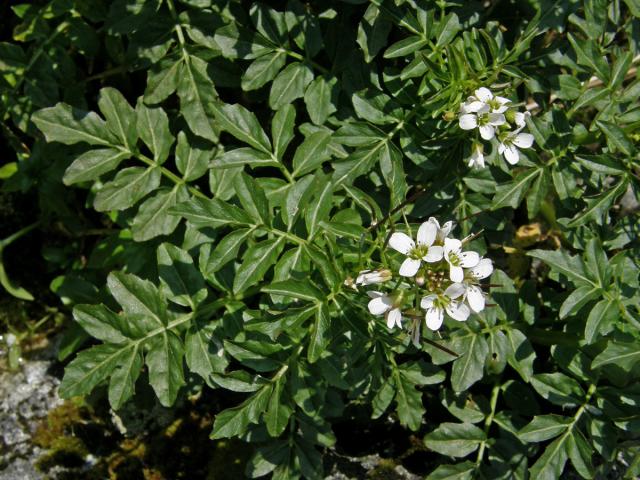 Řeřišnice hořká Opizova (Cardamine amara  subsp. opicii (J. Presl et C. Presl) Čelak.)