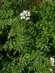 Řeřišnice hořká Opizova (Cardamine amara  subsp. opicii (J. Presl et C. Presl) Čelak.)