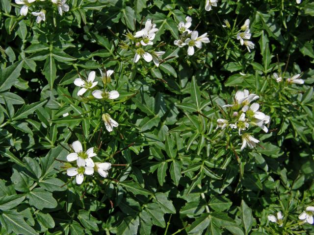 Řeřišnice hořká Opizova (Cardamine amara  subsp. opicii (J. Presl et C. Presl) Čelak.)