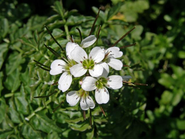 Řeřišnice hořká Opizova (Cardamine amara  subsp. opicii (J. Presl et C. Presl) Čelak.)