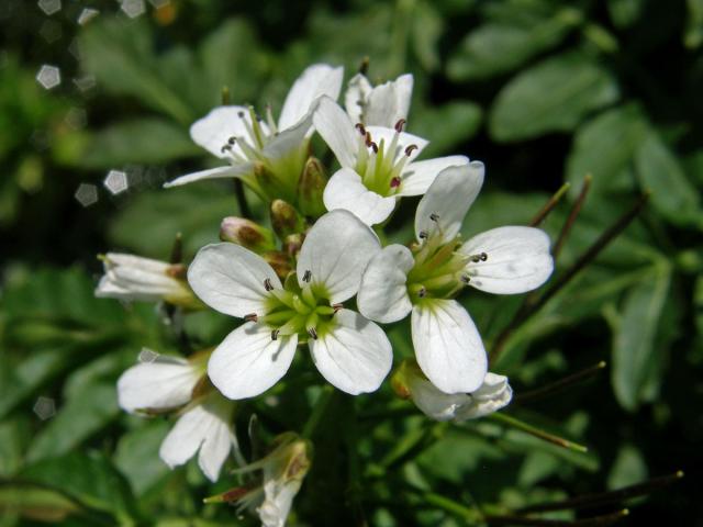 Řeřišnice hořká Opizova (Cardamine amara  subsp. opicii (J. Presl et C. Presl) Čelak.)