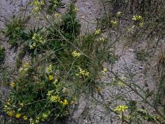 Hulevník vysoký (Sisymbrium altissimum L.)