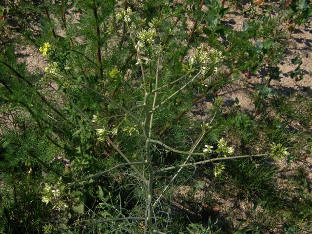 Hulevník vysoký (Sisymbrium altissimum L.)