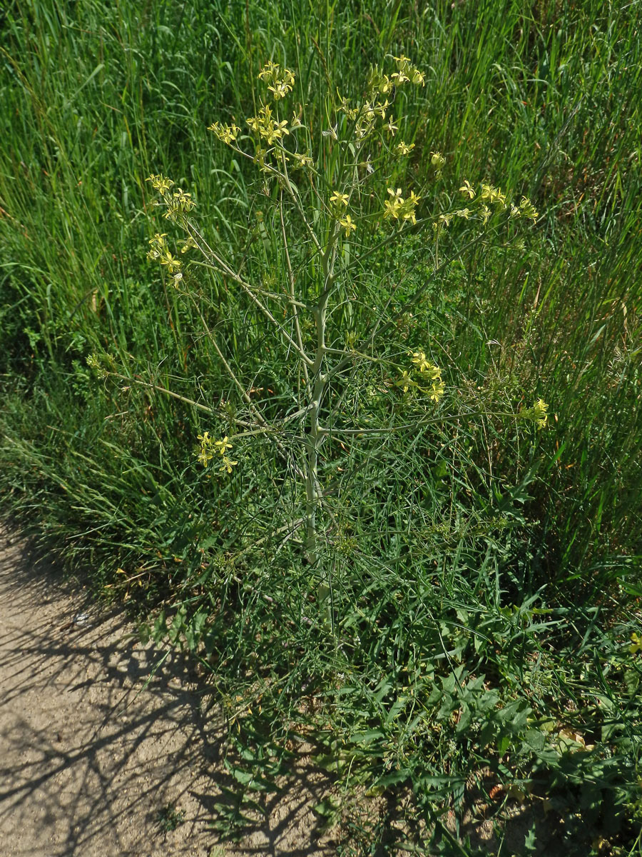 Hulevník vysoký (Sisymbrium altissimum L.)