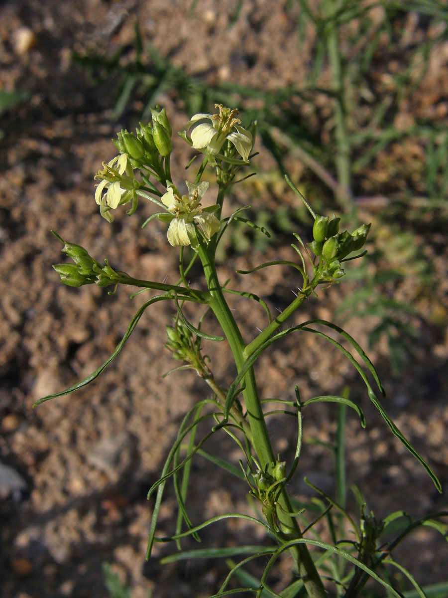 Hulevník vysoký (Sisymbrium altissimum L.)