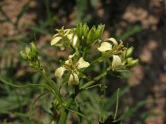 Hulevník vysoký (Sisymbrium altissimum L.)