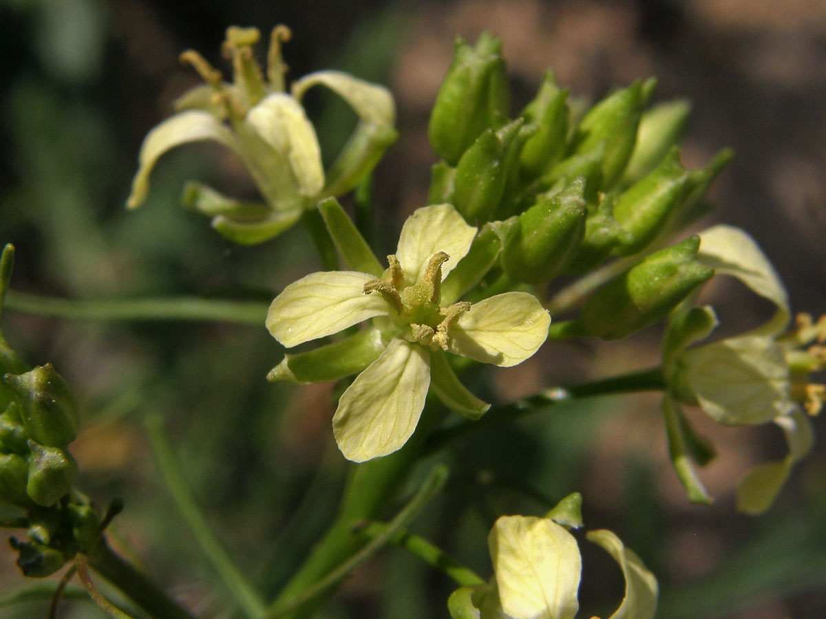 Hulevník vysoký (Sisymbrium altissimum L.)