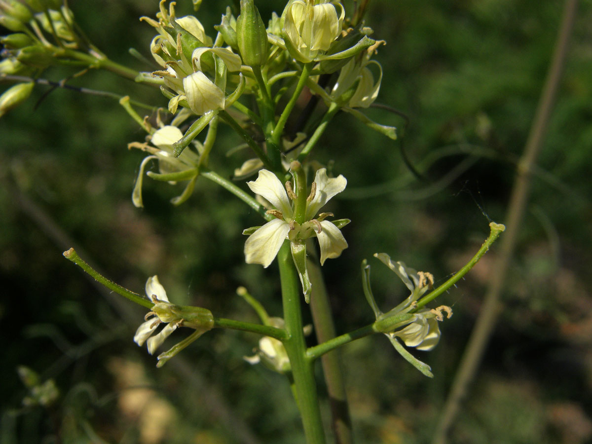 Hulevník vysoký (Sisymbrium altissimum L.)