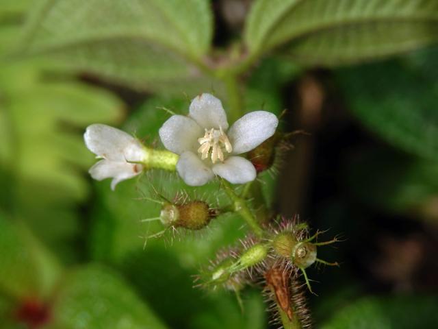 Clidemia hirta (L.) D. Don