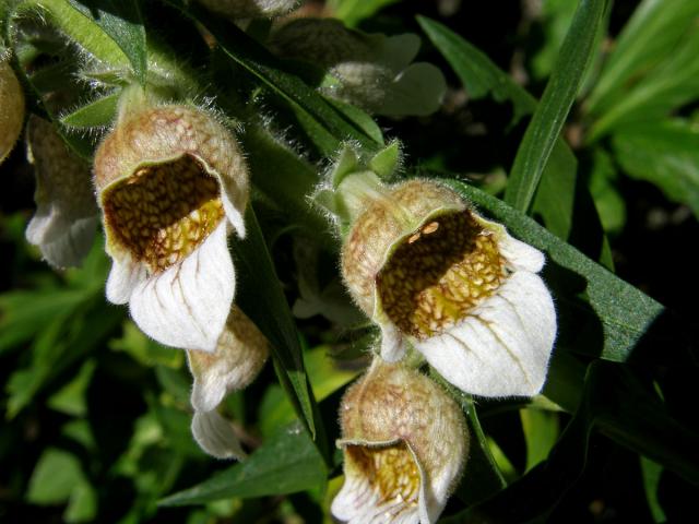 Náprstník vlnatý (Digitalis lanata Ehrh.)