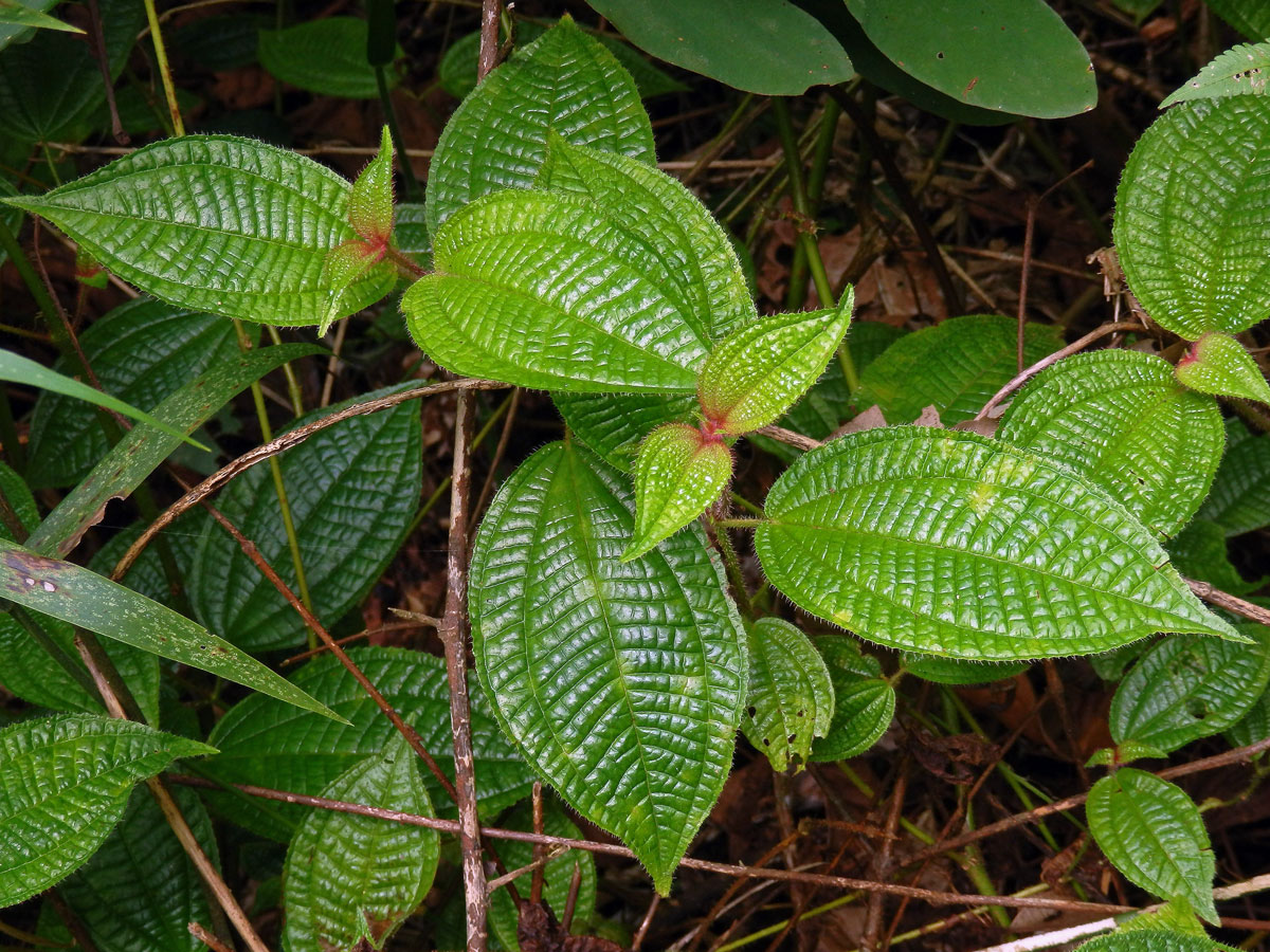 Clidemia hirta (L.) D. Don