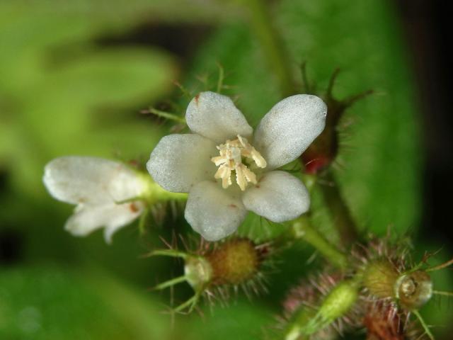 Clidemia hirta (L.) D. Don