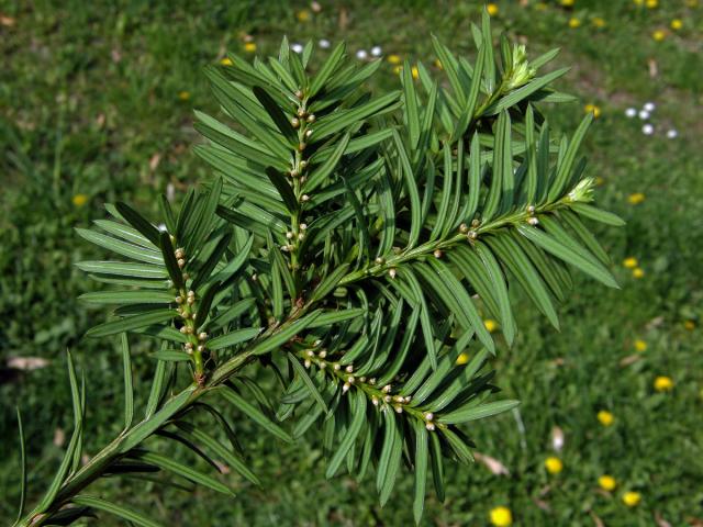 Tis červený (Taxus baccata L.)