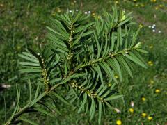 Tis červený (Taxus baccata L.)