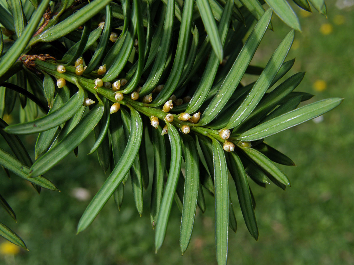 Tis červený (Taxus baccata L.)