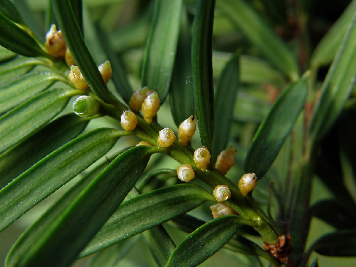 Tis červený (Taxus baccata L.)