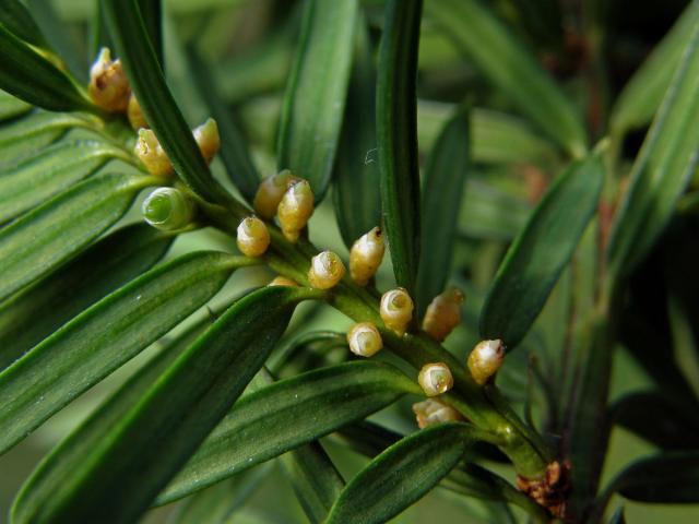 Tis červený (Taxus baccata L.)