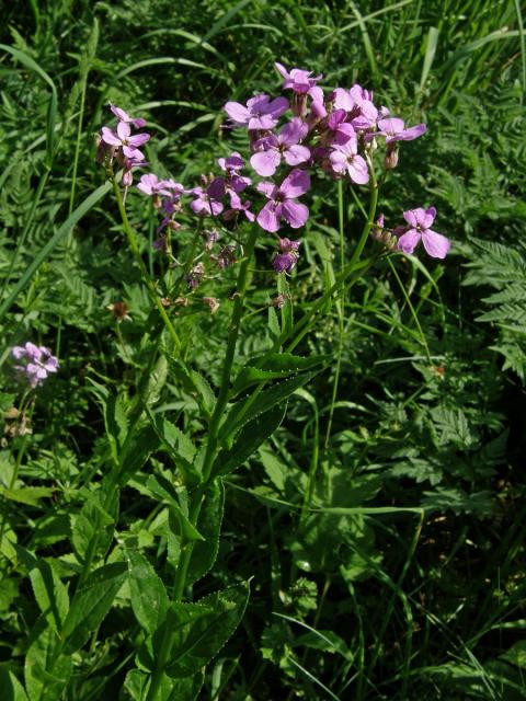 Večernice vonná (Hesperis matronalis L.)