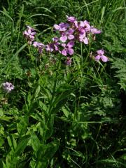 Večernice vonná (Hesperis matronalis L.)   