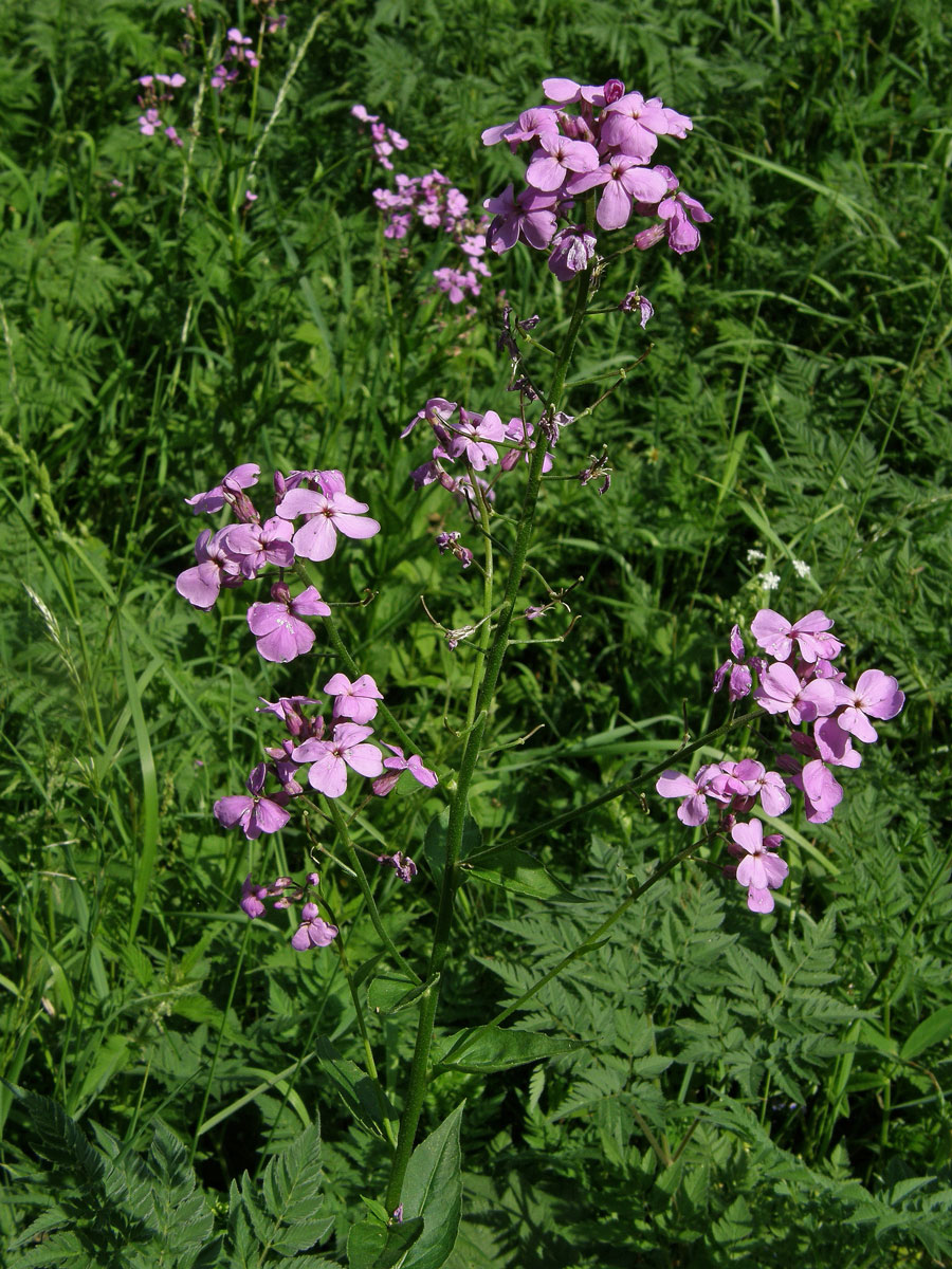 Večernice vonná (Hesperis matronalis L.)