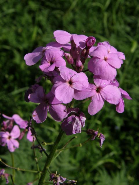 Večernice vonná (Hesperis matronalis L.)