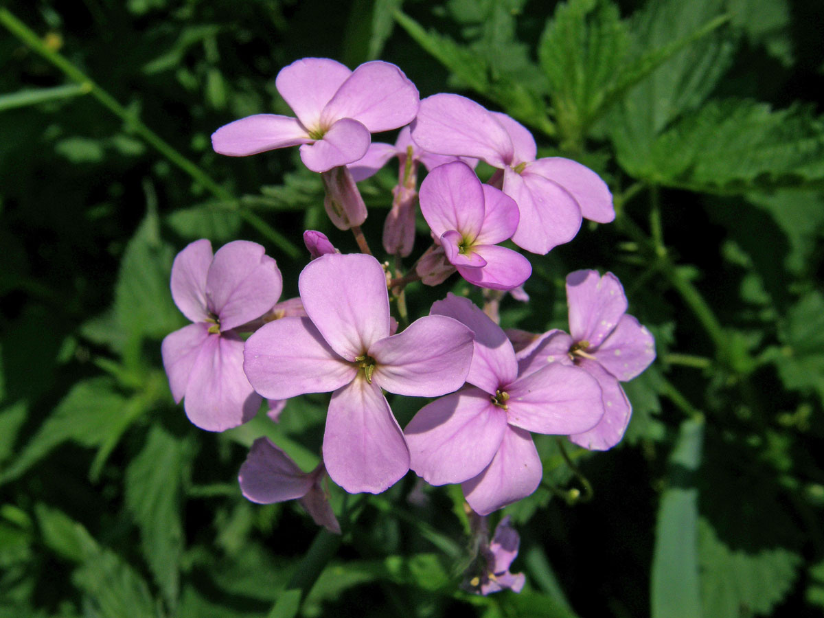 Večernice vonná (Hesperis matronalis L.)