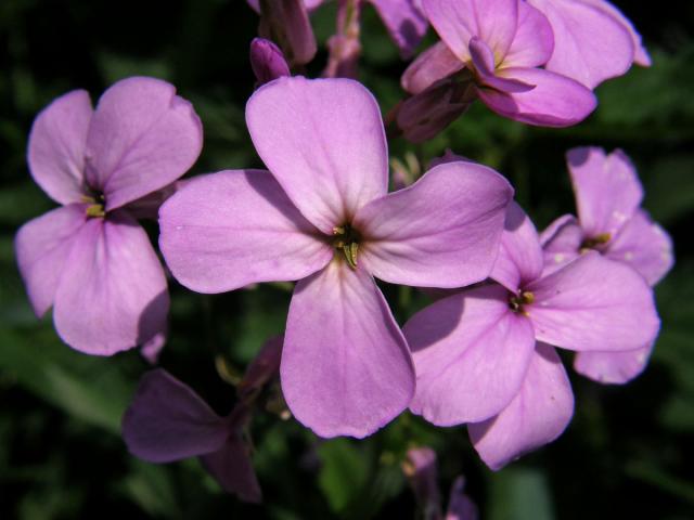 Večernice vonná (Hesperis matronalis L.)