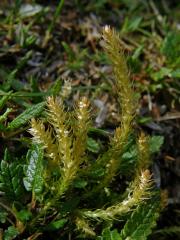 Vraneček brvitý (Selaginella selaginoides (L.) P. Beauv.)