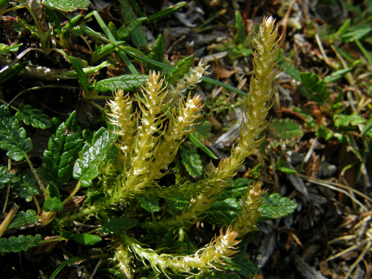 Vraneček brvitý (Selaginella selaginoides (L.) P. Beauv.)